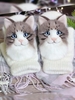 Noracora White Gloves Winter Casual Polyester Gloves